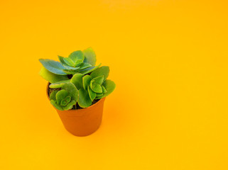 Plant on orange.Tropical Greens minimal art design