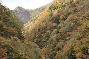 ユーシン渓谷の紅葉