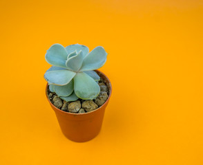 Plant on orange.Tropical Greens minimal art design