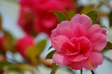 FIORI © gianluca