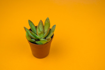 Plant on orange.Tropical Greens minimal art design