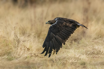 spanish imperial eagle