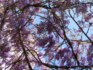 glycine