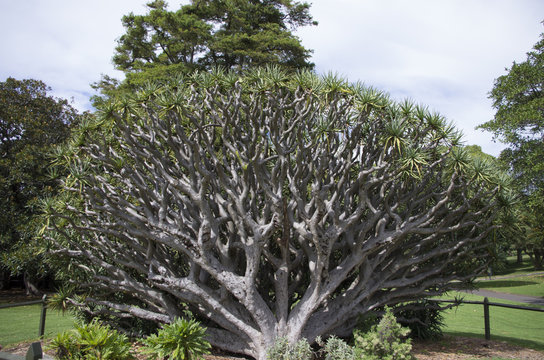 Dragonnier : magnifique arbre au jardin botanique de Sydney, Australie