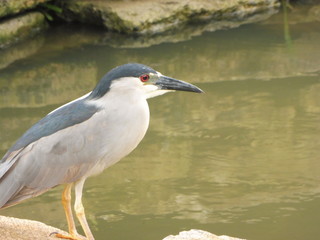 Grau schwarzer Vogel am Wasser wartend