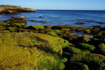 stones on the beach inside water with the empty tide with plenty of green moss on them and with slippery features.