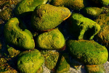 stones on the beach inside water with the empty tide with plenty of green moss on them and with slippery features.