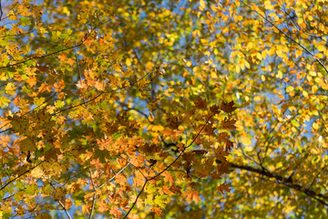 autumn leaves on tree