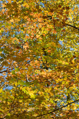 autumn leaves on tree
