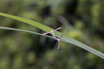 交尾中のヒルガオトリバ