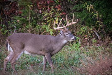 deer with antlers in the forest
