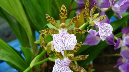 鮮やかな色合いの蘭の花
