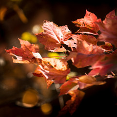 Obraz na płótnie Canvas red autumn leaves