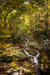 mountain stream in autumn forest