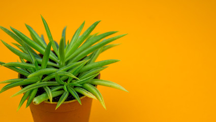 Plant on orange.Tropical Greens minimal art design
