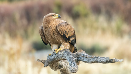 spanish imperial eagle