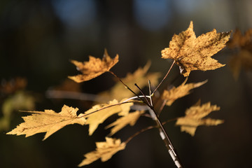yellow maple leaf
