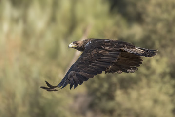 spanish imperial eagle