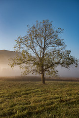 Fototapeta na wymiar single tree in the field autumn smoky mountains