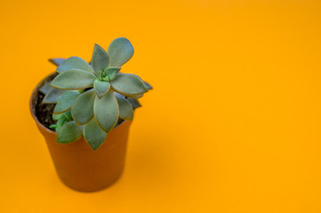 Plant on orange.Tropical Greens minimal art design