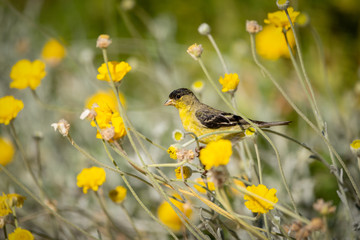 Finch in a meadow of yellow wildflowers.