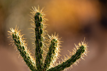 Branch of prickly cactus with golden background.