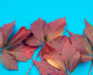 Multicolored autumn leaf on a soft blue background