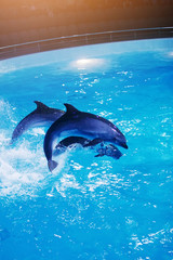 Sea animals swim in the dolphinarium in blue water.