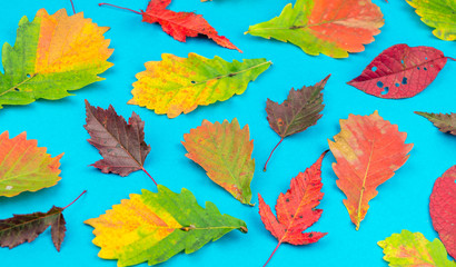 Fototapeta na wymiar Multicolored autumn leaf on a soft blue background