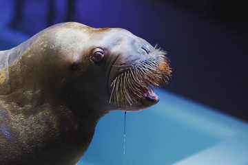 Fototapeta premium Sea animals swim in the dolphinarium in blue water.