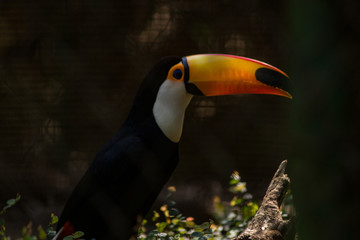Tucano