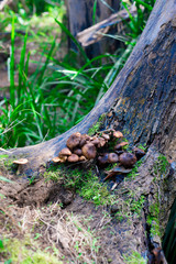 Mushrooms taken nearby Brisbane city in Queensland, Australia. Australia is a continent located in the south part of the earth.