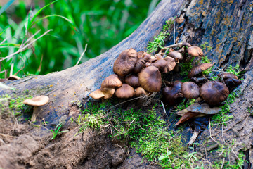Mushrooms taken nearby Brisbane city in Queensland, Australia. Australia is a continent located in the south part of the earth.