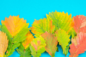 Multicolored autumn leaf on a soft blue background