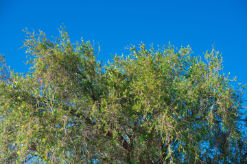 Small Nature taken nearby Brisbane city in Queensland, Australia. Australia is a continent located in the south part of the earth.