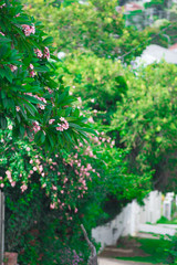 Fototapeta premium Small Nature taken nearby Brisbane city in Queensland, Australia. Australia is a continent located in the south part of the earth.