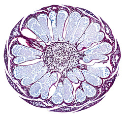 pine strobil - cross section cut under the microscope – microscopic view of plant cells for...