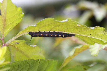 セスジスズメ幼虫