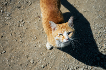 cat with green eyes