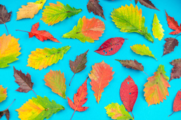 Multicolored autumn leaf on a soft blue background