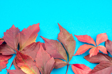 Multicolored autumn leaf on a soft blue background