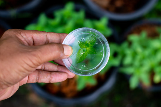 Scientist Testing Mint Leaf In The Lab