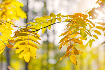 Yellow bright leaves in sunlight. Golden autumn. The rays of the Sun fall on the leaves. Colorful leaves of Rowan