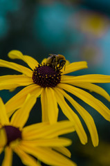 Bee on flower