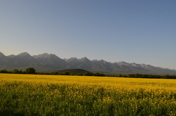 mountain and field