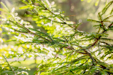 Branches of spruce trees in the Sun. Golden autumn. Pine wood at dawn