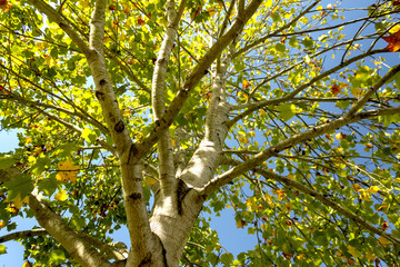 Sycamore Maple is a flowering plant species in the soapberry and lychee family Sapindaceae.