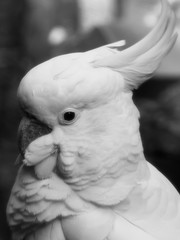 Closeup of White Cockatoo Parrot