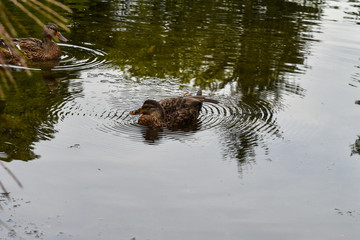 Duck on a lake