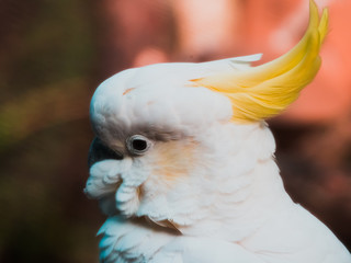 Closeup of White Cockatoo Parrot